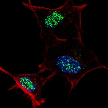 KLF4 Antibody