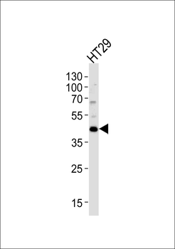 KLF4 Antibody