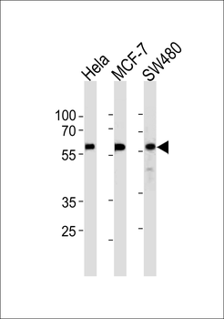 KLF4 Antibody (N-term)