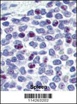 KLF4 Antibody (N-term C74)