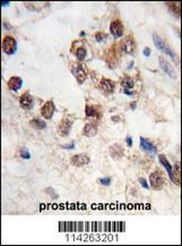 KLF4 Antibody (N-term C74)
