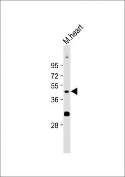 WIF1 Antibody(Human C-term)