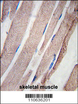 PHPT1 Antibody( N-term)