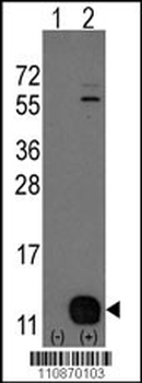 PHPT1 Antibody( N-term)