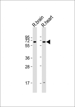 Arhgef9 Antibody (Center)