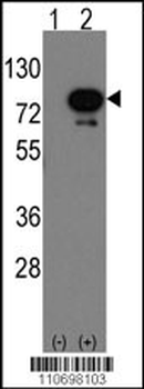 Deaf1 Antibody (C-term)