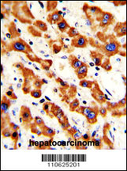Prohibitin (PHB1) Antibody (N-term)