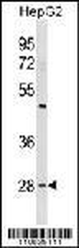 Prohibitin (PHB1) Antibody (N-term)