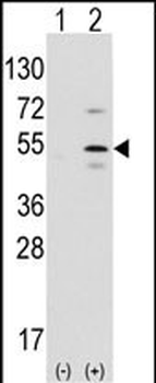 Ptf1a Antibody (N-term)