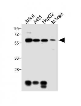 MeCP2 Antibody