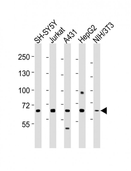 MeCP2 Antibody