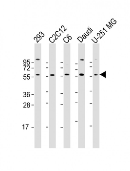 YY1 Antibody (N-term)