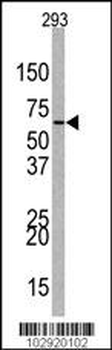 EZH1 Antibody (Center)