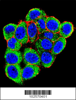 PML Sumoylation Site Antibody