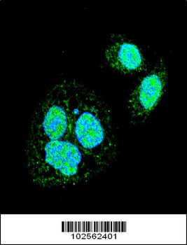 HSF1 Sumoylation Site Antibody