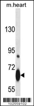 Myb Sumoylation Site Antibody