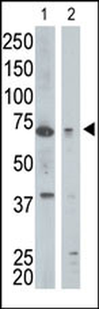 GGA1 Antibody (N-term)