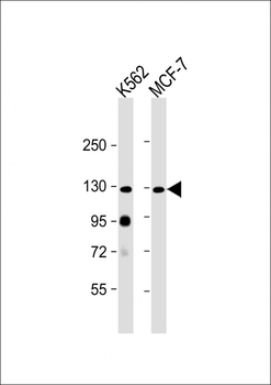 LLGL2 Antibody (N-term)