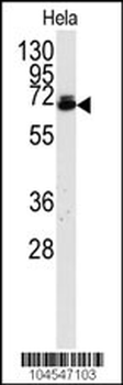 Dsk2 Antibody (N-term)