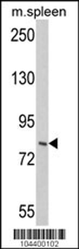 HGS Antibody (N-term)