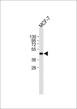 TSG101 Antibody (N-term)