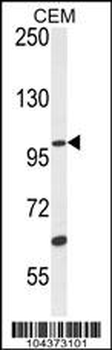 USP29 Antibody (Center)