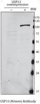 USP13 Antibody (Center)