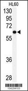 USP2 Antibody (C-term)