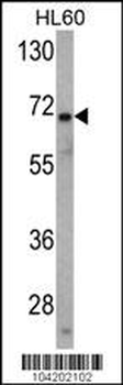 USP2 Antibody (N-term)