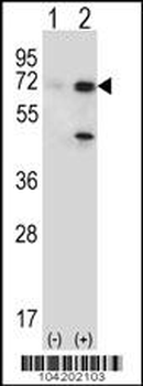 USP2 Antibody (N-term)