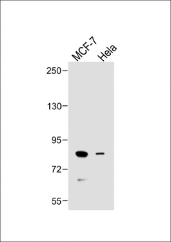 SMURF1 Antibody (C-term)
