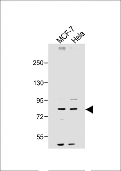 SMURF1 Antibody (N-term)