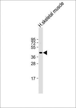 Myostatin (GDF8) Antibody (N-term)