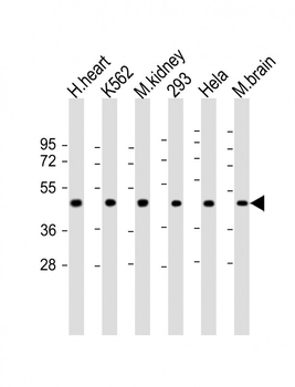 GDF11 Antibody (N-term)