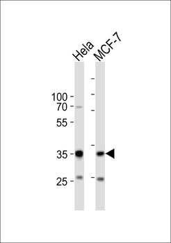 SNAI1 Antibody (N-term R8)