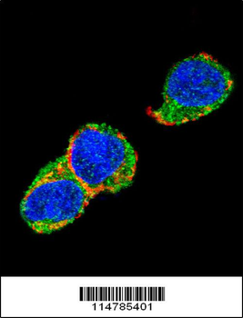 SOX2 Antibody (A30)