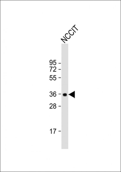 SOX2 Antibody (A30)