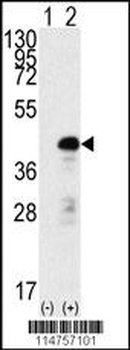 SOX2 Antibody