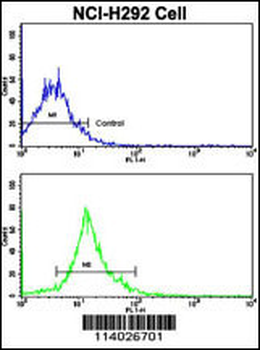 SOX2 Antibody (N-term)