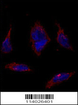 SOX2 Antibody (N-term)