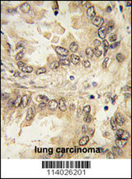 SOX2 Antibody (N-term)