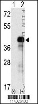SOX2 Antibody (N-term)