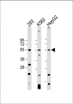 VEGFC Antibody