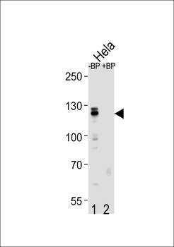 CUL4B Antibody (Center)