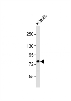 CUL4B Antibody (Center)