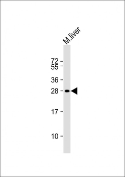 Mouse Sike1 Antibody (N-term)