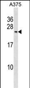 POLR2G Antibody (C-term)