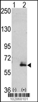 MAP2 Antibody (C-term)