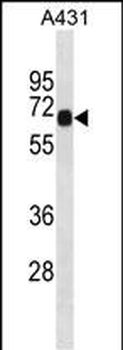 DNAI2 Antibody (C-term)