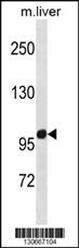 ZNF865 Antibody (C-term)